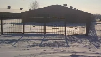 Свиноферма в Сумской области